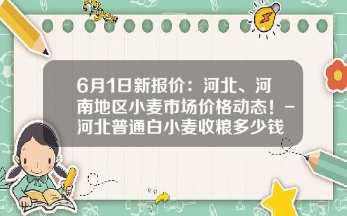 6月1日新报价：河北、河南地区小麦市场价格动态！-河北普通白小麦收粮多少钱